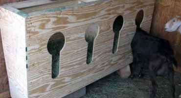 Jaká krmítka potřebují kozy a jak si je vyrobit?